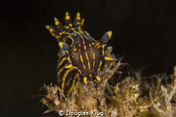 Crowned. Black dorid nudibranch's like this have been a r... by Douglas Klug 